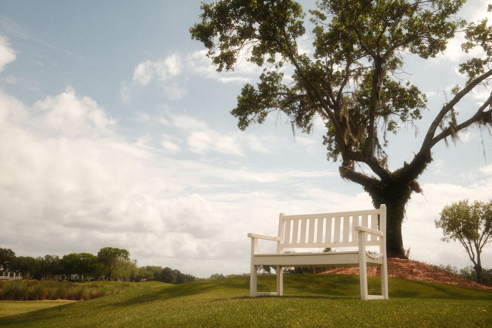 Banco blanco bajo árbol en parque tranquilo con cielo despejado.